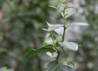 Soap bark discovery offers a sustainability booster for the global vaccine market