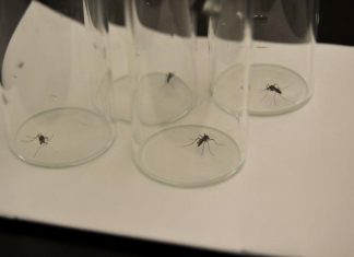 Some mosquitoes like it hot