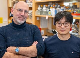 UMass Chan researchers identify molecular link between gut bacteria and excitatory brain signaling in C. elegans