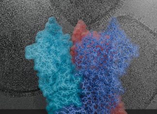Down to the core of poxviruses