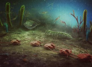 New fossil site of worldwide importance uncovered in southern France