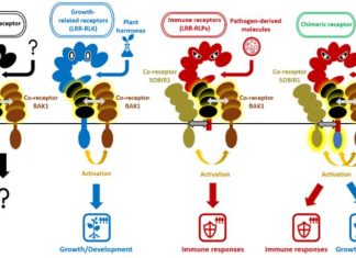 Plant receptors that control immunity and development share a common origin