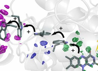Proteins guide electrons to the right place
