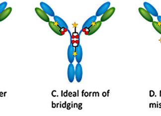 Bioconjugates Meet and Promise to Exceed Expectations