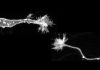 Deciphering the tip of migrating neurons: Discovery of growth cone in migrating neurons involved in promoting neuronal migration and regeneration in the brain after injury