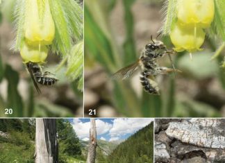 Discovery of a rare bee species links the French Alps to remote regions in Turkey and Iraq