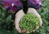 Duyun Maojian tea forest enters spring harvest season in China’s Guizhou