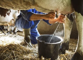 From farm to pharmacy: Transgenic cow milk as a new source of human insulin