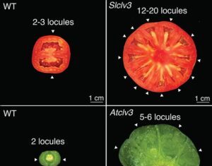 Genetic Engineering in Plants Highlight Plant-Specific Regulatory Elements
