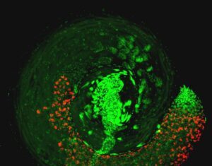 Hijacking of Insect Sperm by Microbes Could Inspire Disease Vector Control
