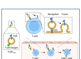 In vivo production of CAR-T cells using virus-mimetic fusogenic nanovesicles
