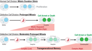 Mitotic Stopwatch Monitors and Prevents Division of Defective Cells