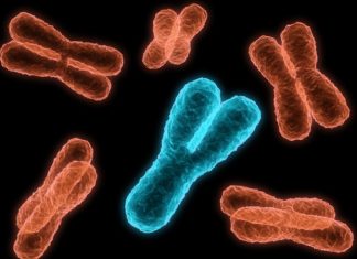 Researchers devise novel technique for crafting human artificial chromosomes