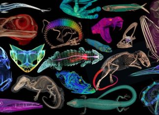 Scientists-CT scanned thousands of natural history specimens, which you can access for free