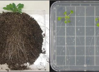 Three-dimensional image of the symbiotic communities around plant roots