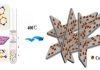 Two-dimensional bimetallic selenium-containing metal-organic frameworks and their calcinated derivatives as electrocatalysts for overall water splitting