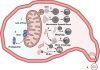 Understanding chronic liver disease through the powerhouse of the cells