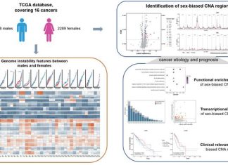 Unveiling gender differences in cancer: new insights into genomic instability