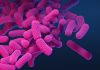 What makes a pathogen antibiotic-resistant?