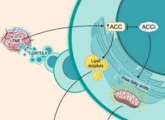 Why killer T cells lose energy inside of solid tumors