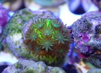 Coral researchers awarded EXIST start-up funding
