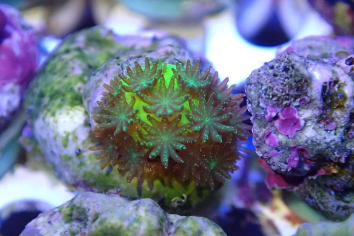 Coral researchers awarded EXIST start-up funding - American Biotech News