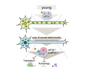 Empty-handed neurons might cause neurodegenerative diseases