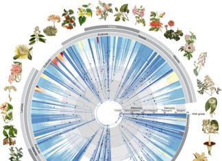 Illuminating Darwin’s ‘abominable mystery’— Vast DNA tree of life for plants revealed