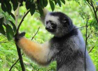 Lemur’s lament: When one vulnerable species stalks another
