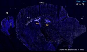 Long-Lived RNA in Nerve Cells Can Last a Lifetime