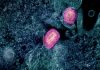 Lower dose of mpox vaccine is safe and generates six-week antibody response equivalent to standard regimen