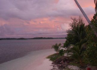 Researchers parse oddity of distantly related bats in Solomon Islands that appear identical