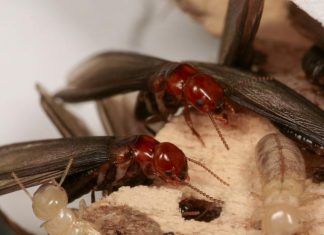 A greener, more effective way to kill termites