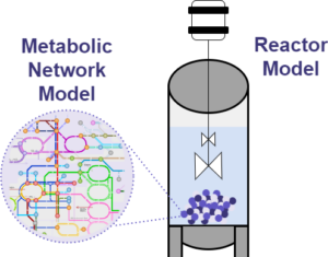 Adding Metabolism to Models of Bioprocessing