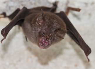 Bats in China found to carry novel herpesviruses, hinting at cross-species transmission dangers
