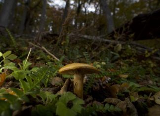 Climate change is moving tree populations away from the soil fungi that sustain them