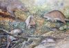 Echidnapus identified from an ‘Age of Monotremes’