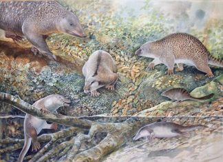 Echidnapus identified from an ‘Age of Monotremes’