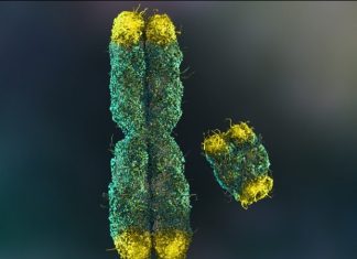 Enzyme implicated in telomere repair offers new avenues for cancer therapy
