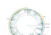 Evolutionary history shapes variation of wood density
