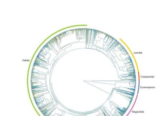 Evolutionary history shapes variation of wood density
