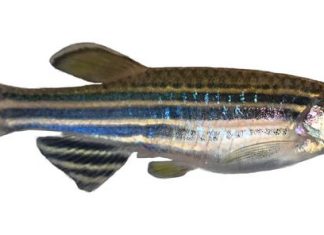 How did the zebrafish get its stripes? Researchers are one step closer to finding out