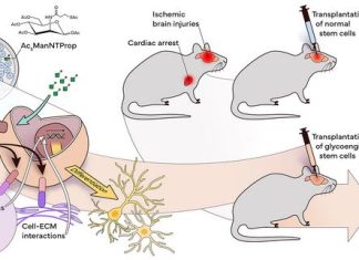 UMSOM preclinical study finds novel stem cell therapy boosts neural repair after cardiac arrest