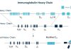 Immunocan Launches Innovative Alpaca-derived Nanobody Discovery Platform: ImmuAlpaca® Mouse