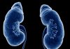 Loss of salt, body fluid can stimulate kidney regeneration and repair in mice
