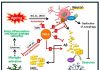 MLB Announces IND Approval by US FDA to Initiate Phase 1 Trial of TML-6, a New Era Multi-Target Drug for the Treatment of Alzheimer’s Disease