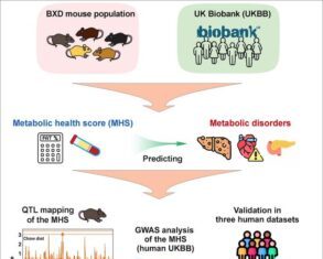 Mouse Metabolic Health Blueprint May Inform Human Studies