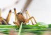 Odors are encoded in rings in the brain of migratory locusts