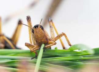 Odors are encoded in rings in the brain of migratory locusts
