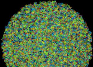 Researchers in US, Ukraine simulate cell activity at ‘breathtaking’ timescales